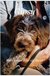 E-Book Gipsy - Mein erstes Jahr als Hund
