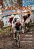 E-Book Radcross