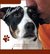E-Book Ratgeber für Hundeliebhaber